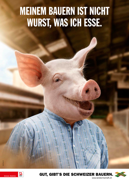 cochon d